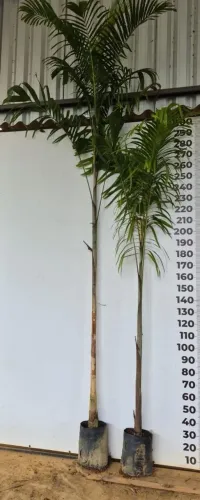 Mudas de Palmeira carpentaria 