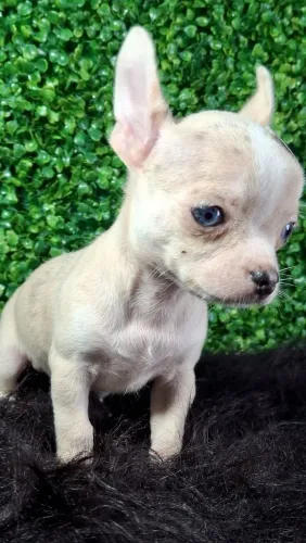 Chihuahua machos merle 