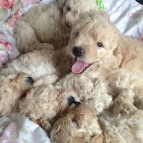 Poodle champanhe para reserva!amor garantido