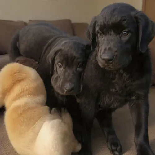 Vdd filhotes Doberman com cha-pey 