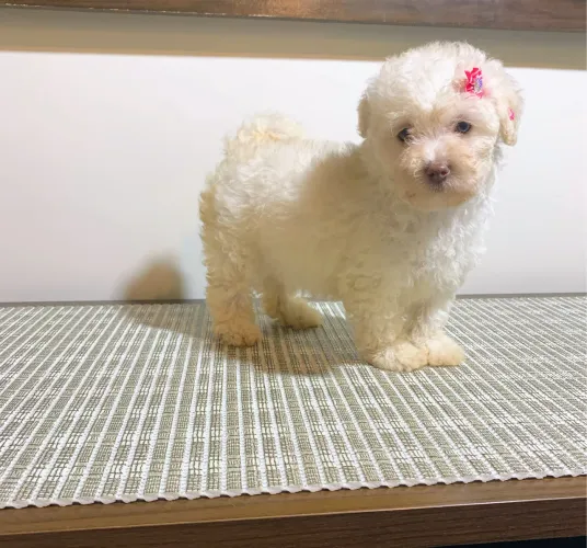 Poodle toy fêmea 