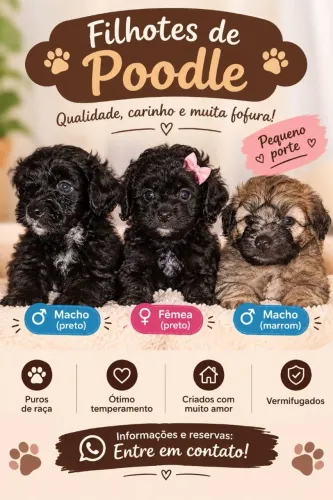 Cachorro poodle