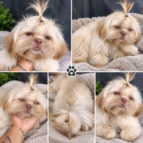 Shihtzu femea