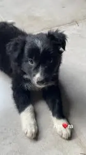 Border collie filhote macho e fêmea disponível