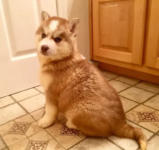 Filhotes de Husky Siberiano | Filhotes super simpáticos.