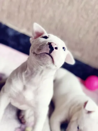 Filhote de bull terrier pronta entrega 