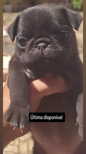 Filhote de pug fêmea