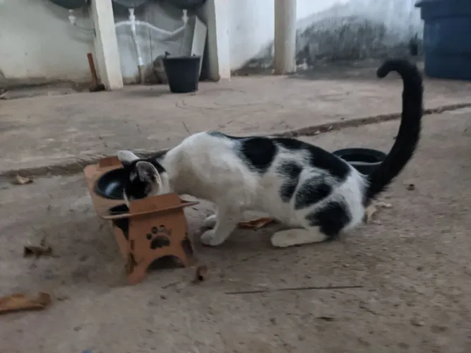 Gatinho pra adoção responsável