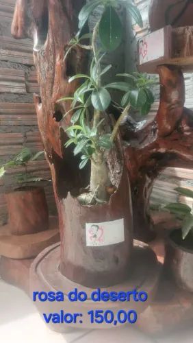 Rosa do deserto em vaso rústico.