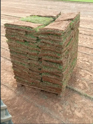 Grama esmeralda direto do produtor faça seu orçamento agora mesmo