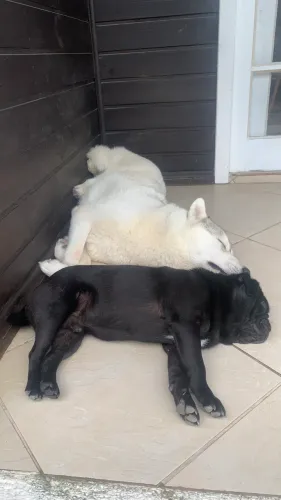 Husky