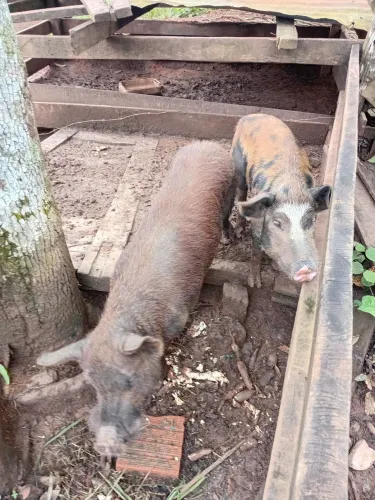 Porco