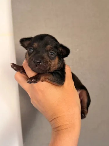 Pinscher Zero