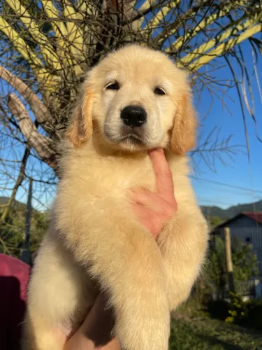 Filhotes de Golden Retriever com Pedigree Fêmea