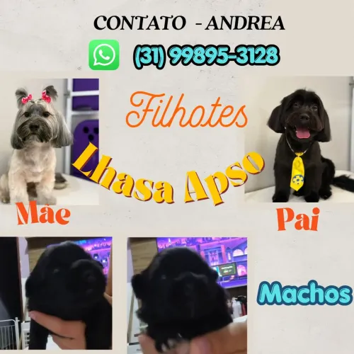 Filhotes Lhasa Apso