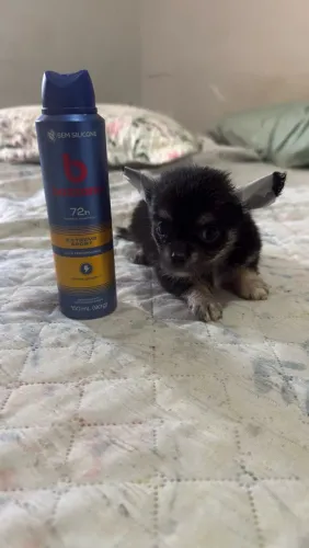 Lindo filhote de chihuahua peludo 