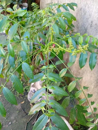 Cajá mirim 