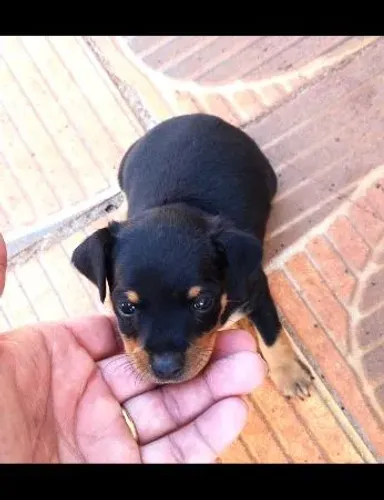 Filhotes de pinther disponível pra venda.