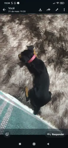 Vende se cadelinha pinscher 