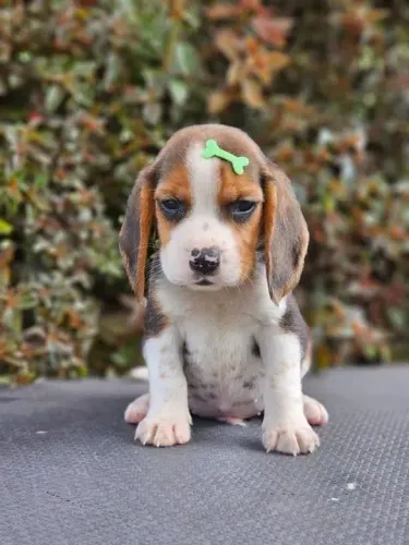 Beagle Filhotinhos especiais disponíveis para reserva