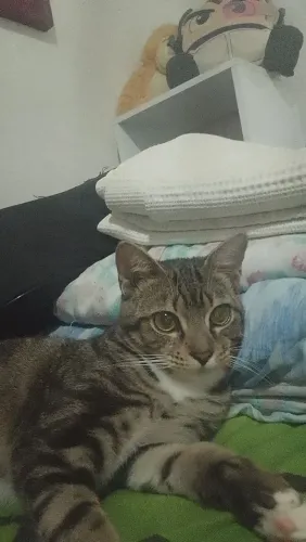 Doação de animais