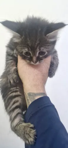 Gatos para adoção