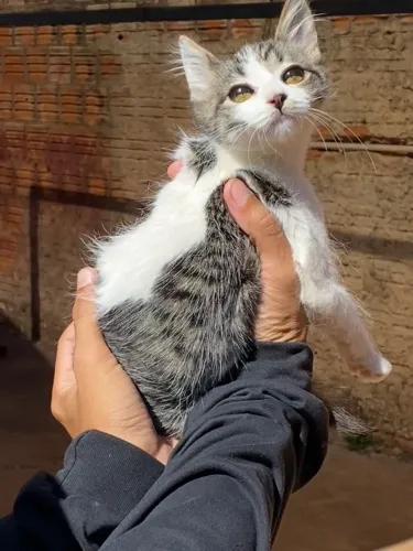 Doação de gatinha