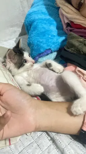 Gatinho para adoção responsável 