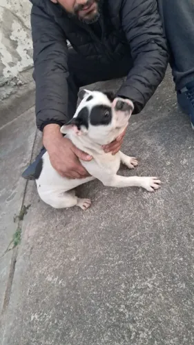 Vendo linda fêmea de buldog francês nunca tirado cria 2 anos aconpanha casinha