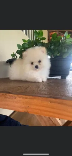 Cachorro