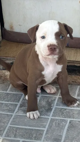 Filhotes de Pitbull
