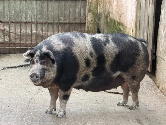 Porca