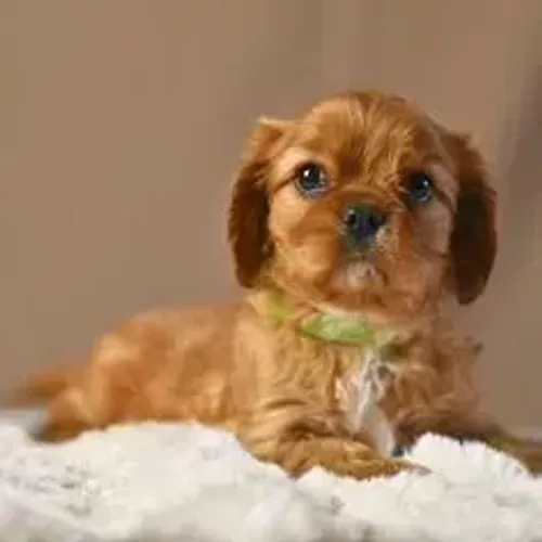 Cavalier King Charles Spaniel,Cavalier King Charles Spaniel Filhote Estrutura Perfeita Dis