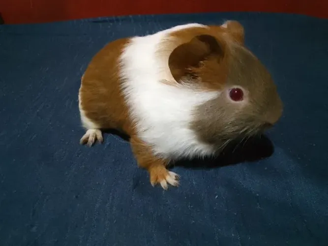 Porquinho da índia 