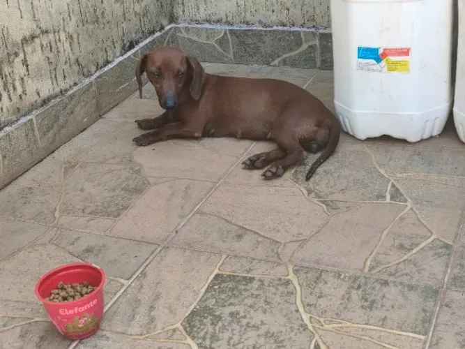 Dachsund, Cofap(salsicha)