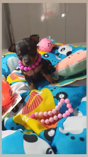 Filhote de pinscher femea