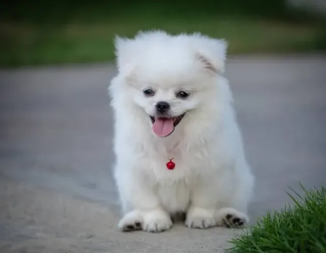 Filhote de Spitz Alemão O Companheiro Que Encanta Todos