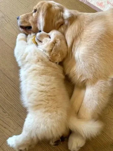 Golden fofo e carinhoso