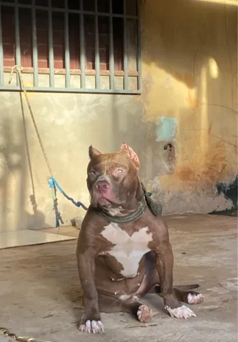 Pitmonster fêmea 