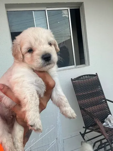 Filhotes poodle 
