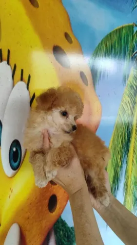 femea poodle toy 