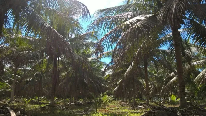 Sítio 50 Hectares - Produção de Coco e Frutíferas - BR-174 (ZF-1)