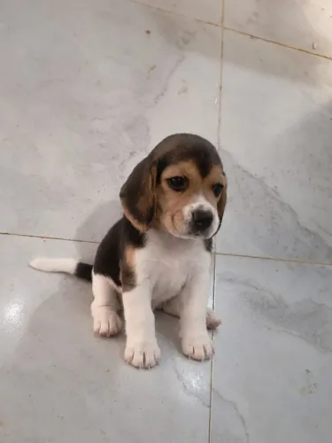 Filhote de Beagle fêmea