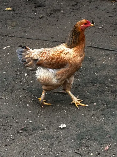 Galos e galinhas Caipira