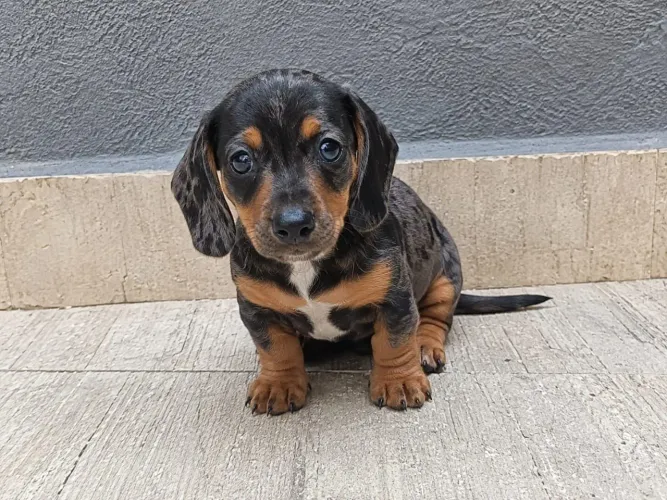 Bassete, dachshund,salsichinha mofadinho