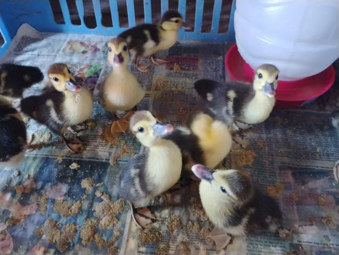 Patinhos / Patos filhote