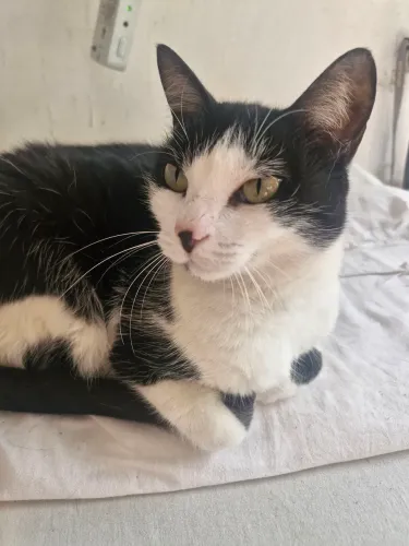 Gata fêmea