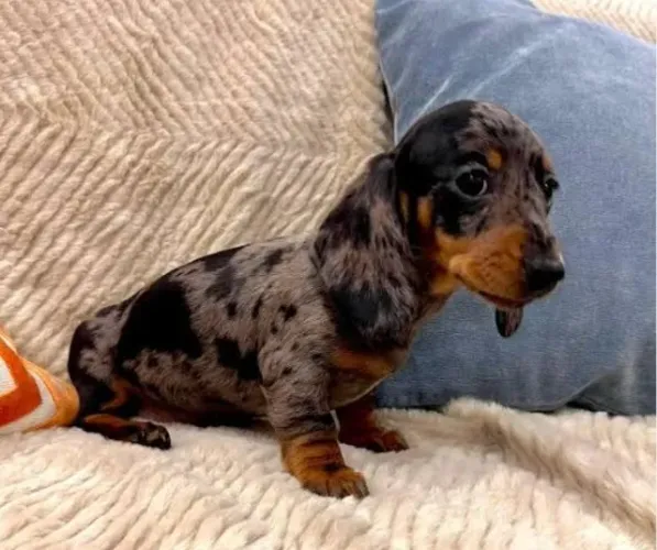 Basset Dachshund Teckel Mofadinhos Diferenciados.