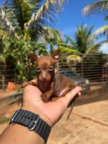 Pinscher zero chocolate miniatura