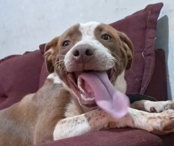 Doação de Pitbull 
